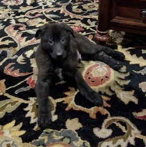 Meet your Posher, Gaye